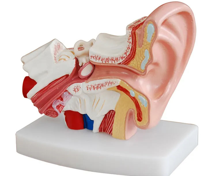 Ear Structure